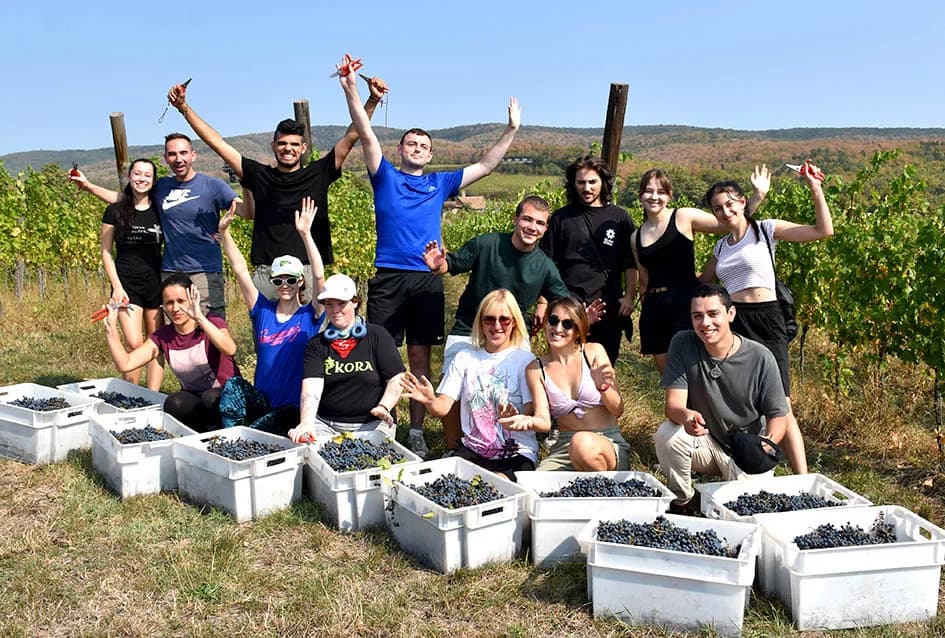 VOLONTERI U BERBI VINOGRADA OBITELJI SONTACCHI IZ KUTJEVA: Suradnja koja traje deset godina