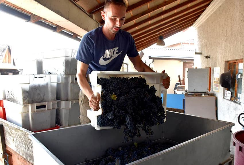 VOLONTERI U BERBI VINOGRADA OBITELJI SONTACCHI IZ KUTJEVA: Suradnja koja traje deset godina