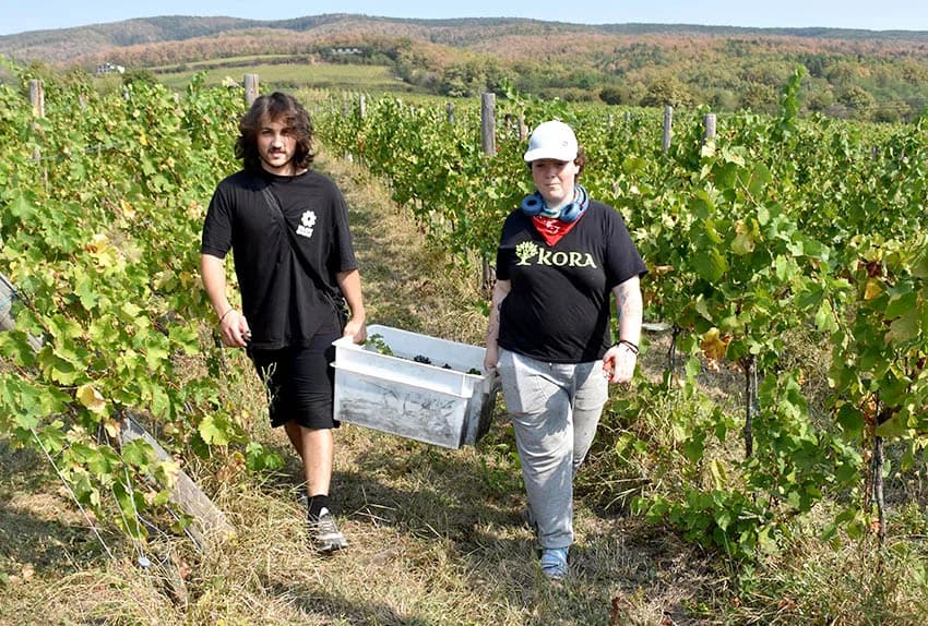 VOLONTERI U BERBI VINOGRADA OBITELJI SONTACCHI IZ KUTJEVA: Suradnja koja traje deset godina