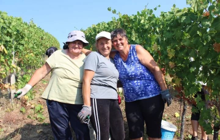 Ovogodišnja berba u vinogradima Markota počela 14. kolovoza, znatno ranije nego što je uobičajeno