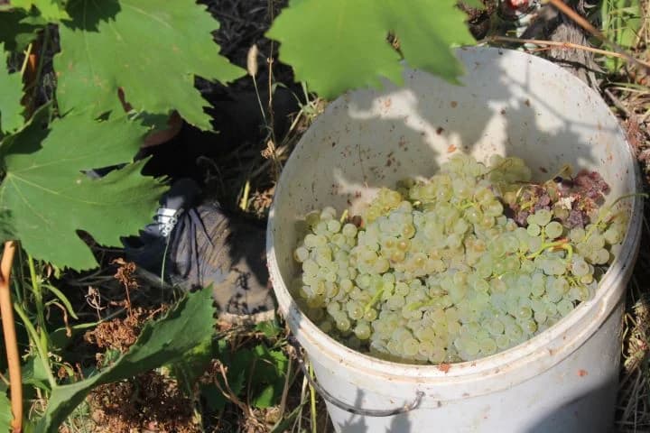 Ovogodišnja berba u vinogradima Markota počela 14. kolovoza, znatno ranije nego što je uobičajeno