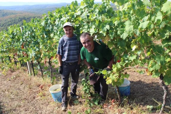 Ovogodišnja berba u vinogradima Markota počela 14. kolovoza, znatno ranije nego što je uobičajeno
