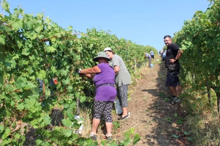 Ovogodišnja berba u vinogradima Markota počela 14. kolovoza, znatno ranije nego što je uobičajeno