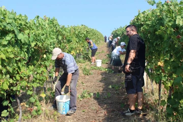 Ovogodišnja berba u vinogradima Markota počela 14. kolovoza, znatno ranije nego što je uobičajeno