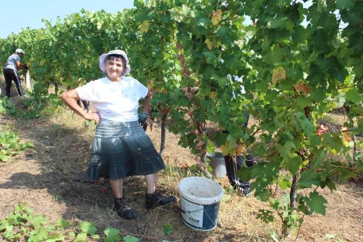 Ovogodišnja berba u vinogradima Markota počela 14. kolovoza, znatno ranije nego što je uobičajeno