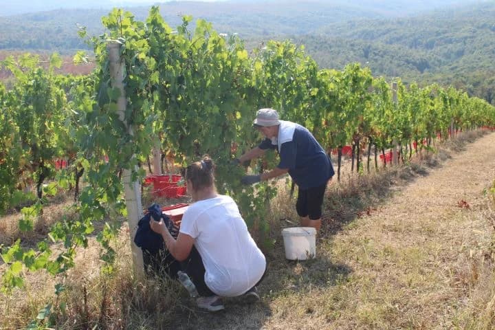 Ovogodišnja berba u vinogradima Markota počela 14. kolovoza, znatno ranije nego što je uobičajeno