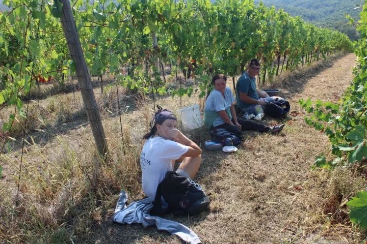 Ovogodišnja berba u vinogradima Markota počela 14. kolovoza, znatno ranije nego što je uobičajeno