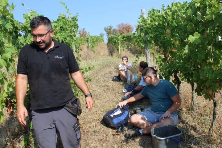 Ovogodišnja berba u vinogradima Markota počela 14. kolovoza, znatno ranije nego što je uobičajeno
