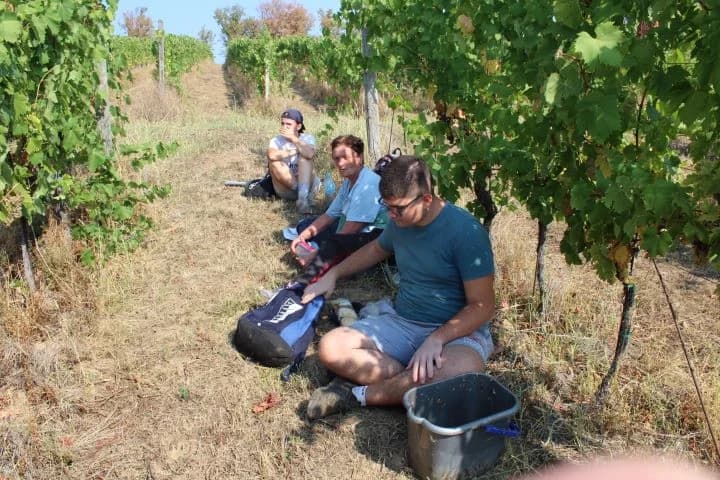 Ovogodišnja berba u vinogradima Markota počela 14. kolovoza, znatno ranije nego što je uobičajeno
