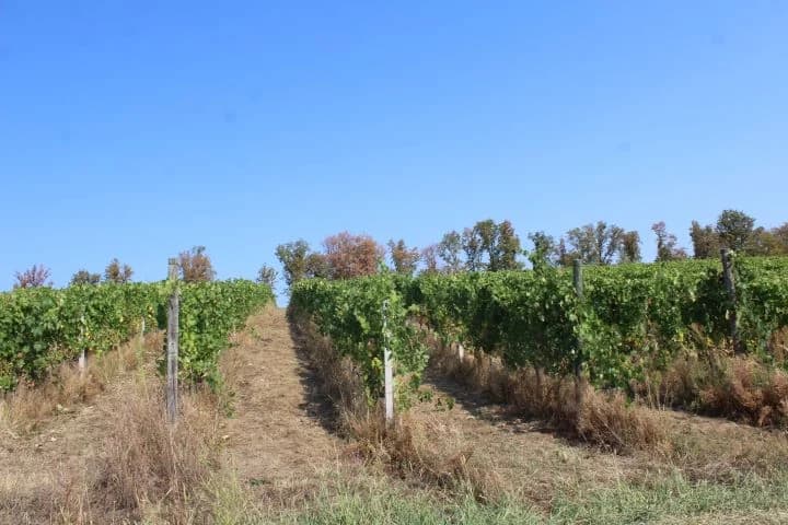 Ovogodišnja berba u vinogradima Markota počela 14. kolovoza, znatno ranije nego što je uobičajeno