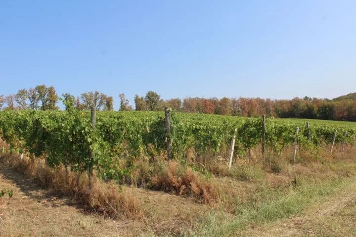 Ovogodišnja berba u vinogradima Markota počela 14. kolovoza, znatno ranije nego što je uobičajeno