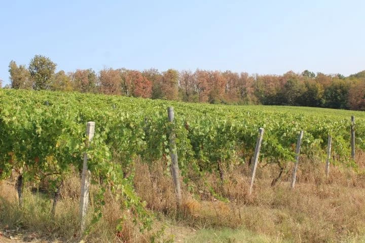 Ovogodišnja berba u vinogradima Markota počela 14. kolovoza, znatno ranije nego što je uobičajeno