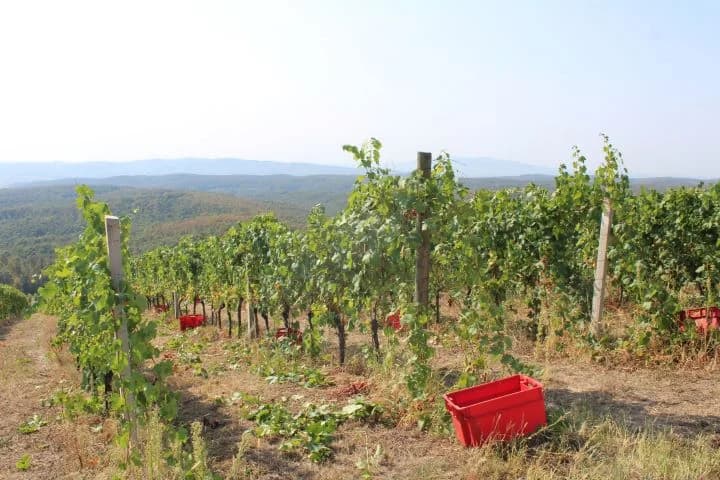 Ovogodišnja berba u vinogradima Markota počela 14. kolovoza, znatno ranije nego što je uobičajeno