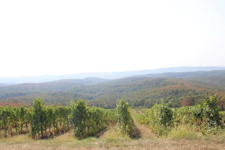 Ovogodišnja berba u vinogradima Markota počela 14. kolovoza, znatno ranije nego što je uobičajeno