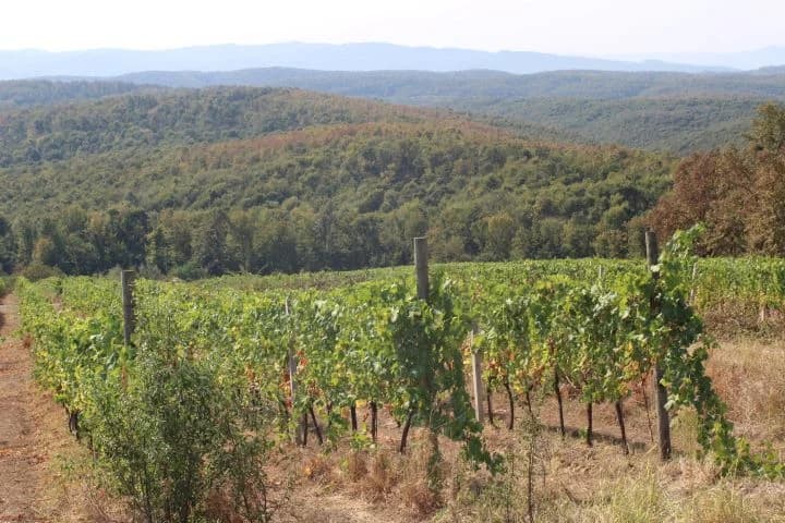 Ovogodišnja berba u vinogradima Markota počela 14. kolovoza, znatno ranije nego što je uobičajeno