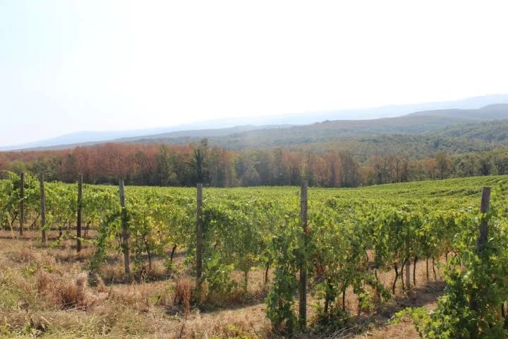 Ovogodišnja berba u vinogradima Markota počela 14. kolovoza, znatno ranije nego što je uobičajeno