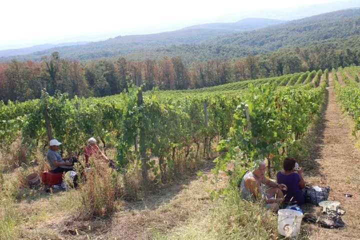 Ovogodišnja berba u vinogradima Markota počela 14. kolovoza, znatno ranije nego što je uobičajeno
