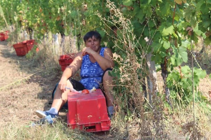 Ovogodišnja berba u vinogradima Markota počela 14. kolovoza, znatno ranije nego što je uobičajeno
