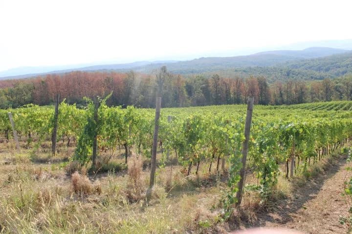 Ovogodišnja berba u vinogradima Markota počela 14. kolovoza, znatno ranije nego što je uobičajeno