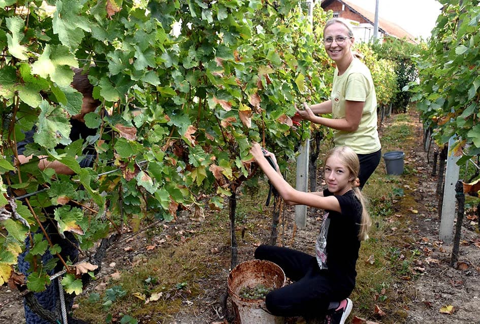 MIRKO ZORETIĆ OBRAO VINOGRAD NA POŽEŠKOM SALAŠU: Grožđa manje ali izvrsne kvalitete
