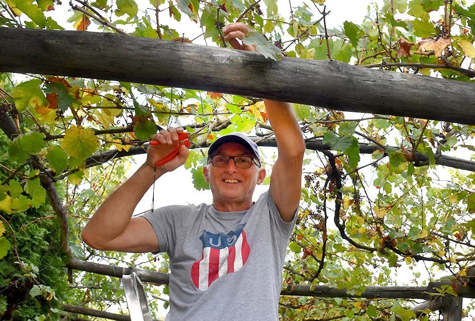 MIRKO ZORETIĆ OBRAO VINOGRAD NA POŽEŠKOM SALAŠU: Grožđa manje ali izvrsne kvalitete