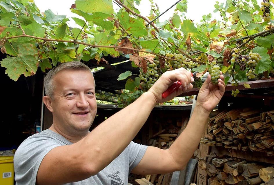 MIRKO ZORETIĆ OBRAO VINOGRAD NA POŽEŠKOM SALAŠU: Grožđa manje ali izvrsne kvalitete