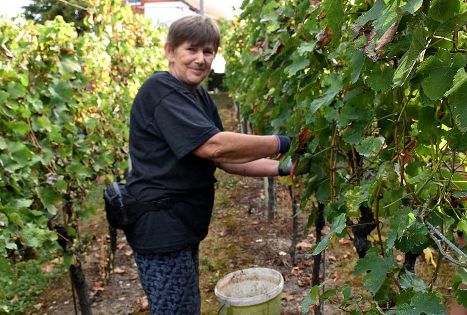 MIRKO ZORETIĆ OBRAO VINOGRAD NA POŽEŠKOM SALAŠU: Grožđa manje ali izvrsne kvalitete