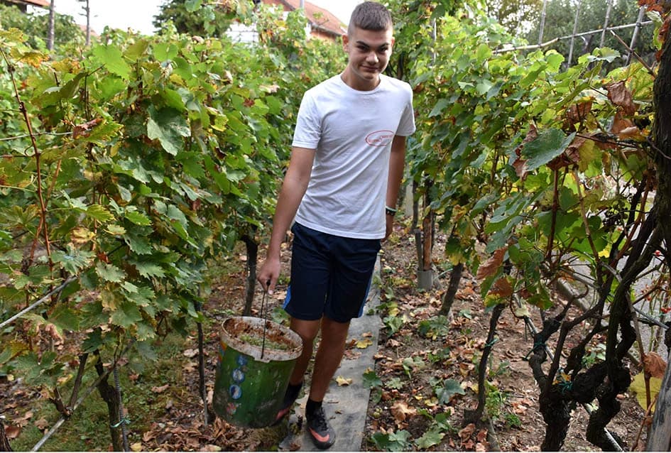 MIRKO ZORETIĆ OBRAO VINOGRAD NA POŽEŠKOM SALAŠU: Grožđa manje ali izvrsne kvalitete