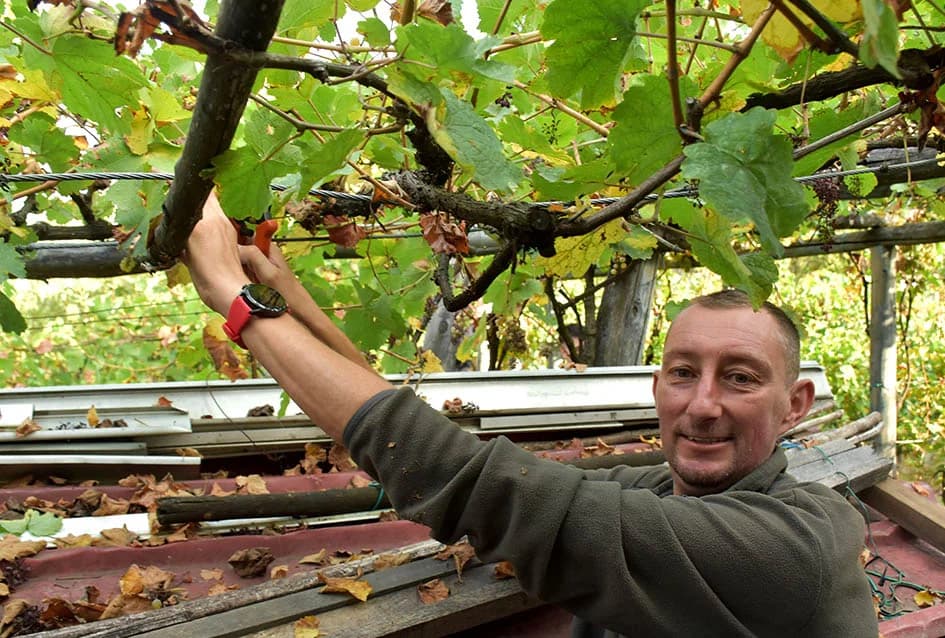 MIRKO ZORETIĆ OBRAO VINOGRAD NA POŽEŠKOM SALAŠU: Grožđa manje ali izvrsne kvalitete