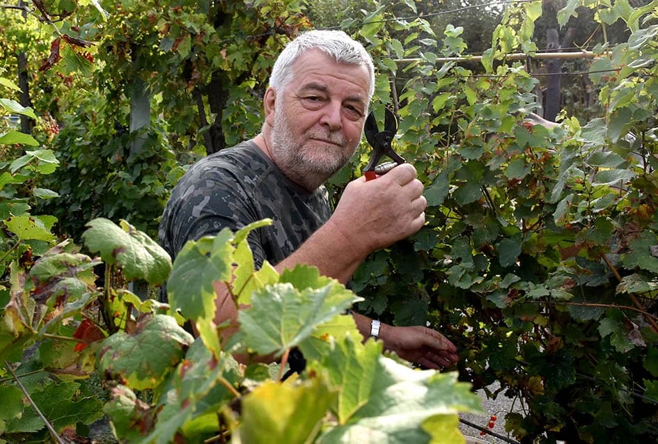 MIRKO ZORETIĆ OBRAO VINOGRAD NA POŽEŠKOM SALAŠU: Grožđa manje ali izvrsne kvalitete