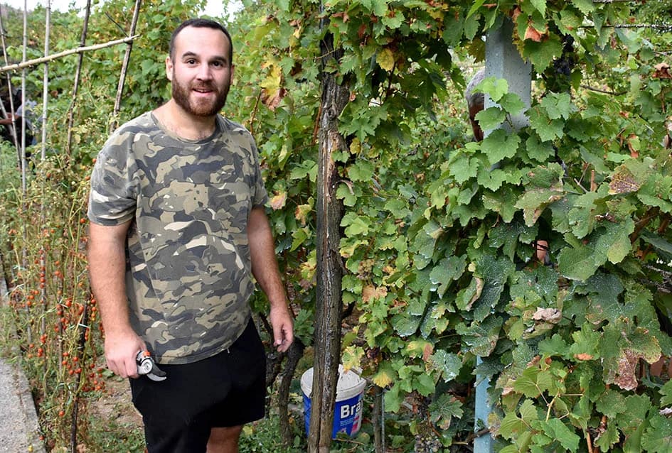 MIRKO ZORETIĆ OBRAO VINOGRAD NA POŽEŠKOM SALAŠU: Grožđa manje ali izvrsne kvalitete