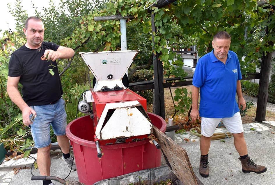 MIRKO ZORETIĆ OBRAO VINOGRAD NA POŽEŠKOM SALAŠU: Grožđa manje ali izvrsne kvalitete