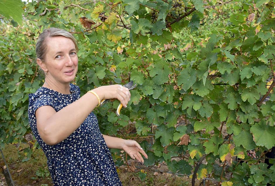 MIRKO ZORETIĆ OBRAO VINOGRAD NA POŽEŠKOM SALAŠU: Grožđa manje ali izvrsne kvalitete