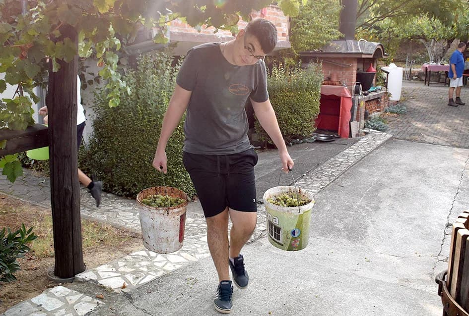 MIRKO ZORETIĆ OBRAO VINOGRAD NA POŽEŠKOM SALAŠU: Grožđa manje ali izvrsne kvalitete