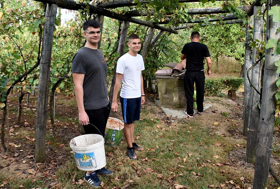MIRKO ZORETIĆ OBRAO VINOGRAD NA POŽEŠKOM SALAŠU: Grožđa manje ali izvrsne kvalitete