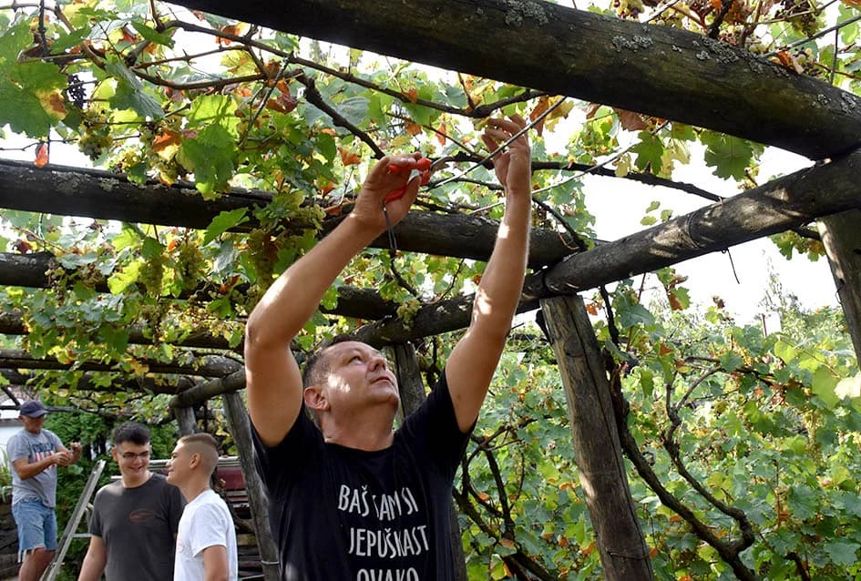MIRKO ZORETIĆ OBRAO VINOGRAD NA POŽEŠKOM SALAŠU: Grožđa manje ali izvrsne kvalitete