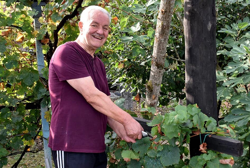 MIRKO ZORETIĆ OBRAO VINOGRAD NA POŽEŠKOM SALAŠU: Grožđa manje ali izvrsne kvalitete