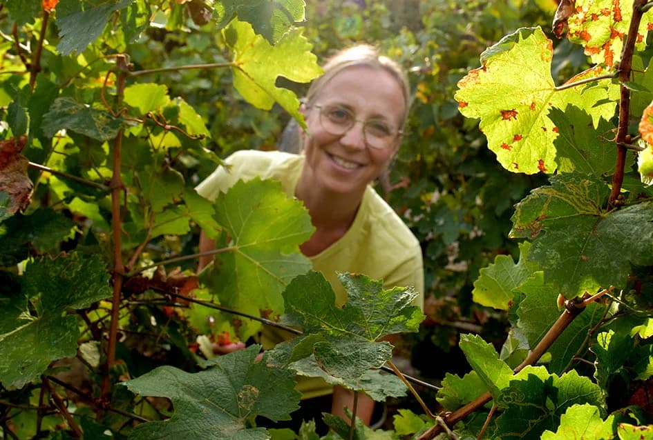 MIRKO ZORETIĆ OBRAO VINOGRAD NA POŽEŠKOM SALAŠU: Grožđa manje ali izvrsne kvalitete