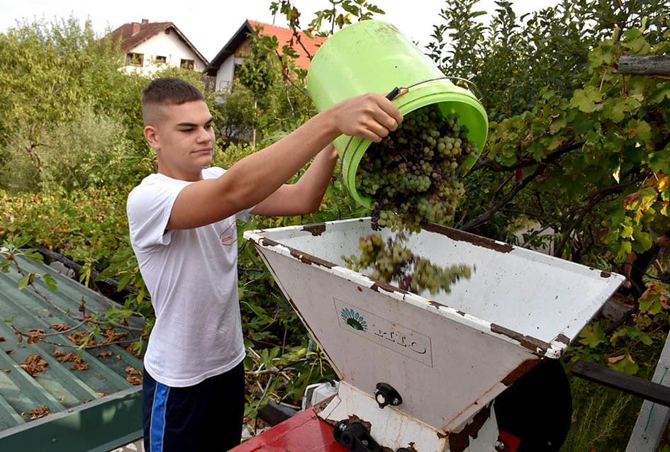 MIRKO ZORETIĆ OBRAO VINOGRAD NA POŽEŠKOM SALAŠU: Grožđa manje ali izvrsne kvalitete