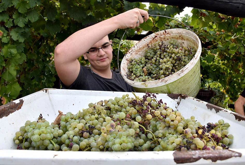 MIRKO ZORETIĆ OBRAO VINOGRAD NA POŽEŠKOM SALAŠU: Grožđa manje ali izvrsne kvalitete