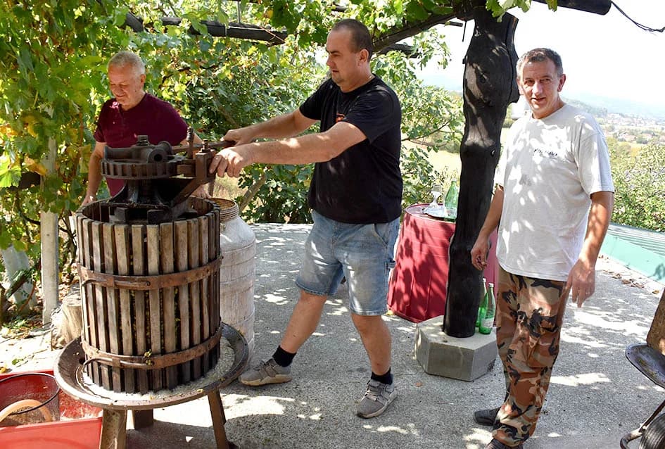 MIRKO ZORETIĆ OBRAO VINOGRAD NA POŽEŠKOM SALAŠU: Grožđa manje ali izvrsne kvalitete