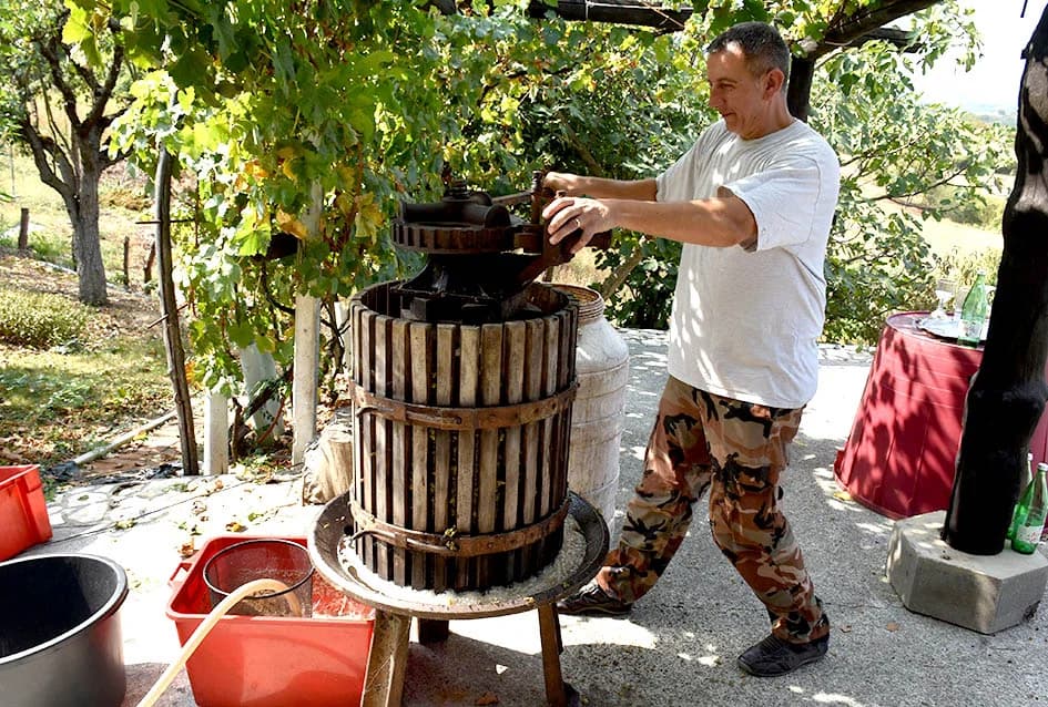 MIRKO ZORETIĆ OBRAO VINOGRAD NA POŽEŠKOM SALAŠU: Grožđa manje ali izvrsne kvalitete
