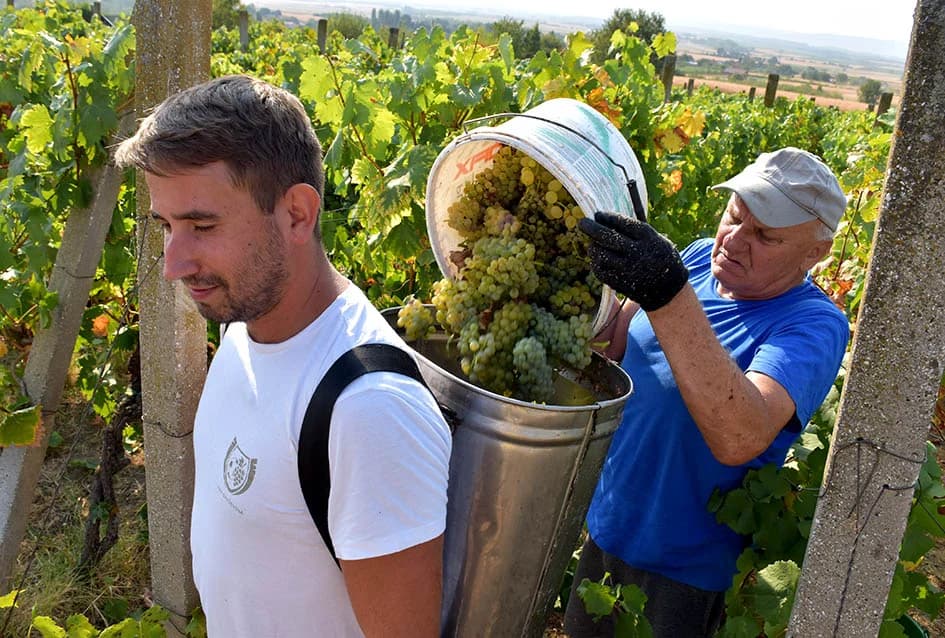BERBU OBAVIO VINKO JAGIČIĆ IZ BIŠKUPACA: Visoki sladori obećavaju vrhunsko vino