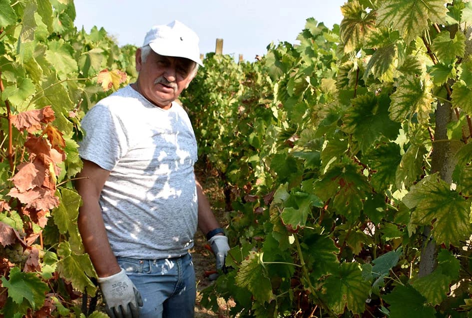 BERBU OBAVIO VINKO JAGIČIĆ IZ BIŠKUPACA: Visoki sladori obećavaju vrhunsko vino
