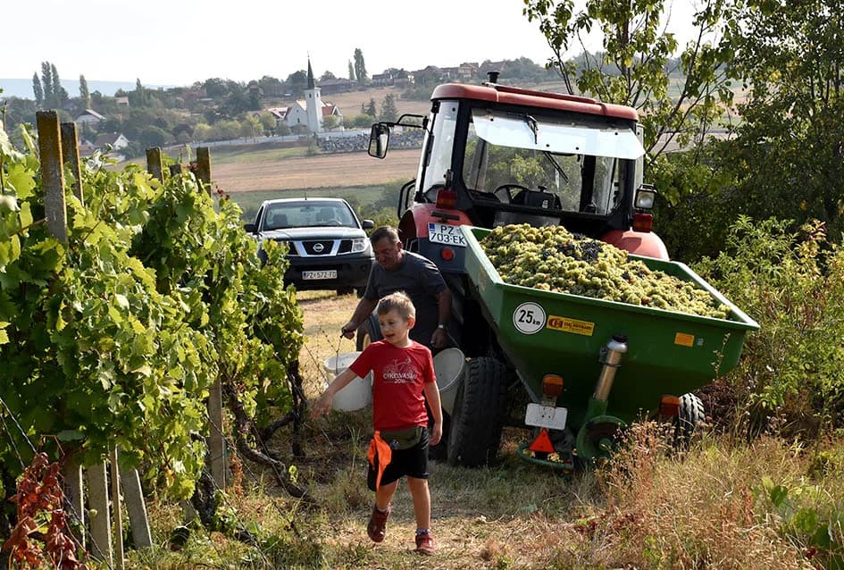 BERBU OBAVIO VINKO JAGIČIĆ IZ BIŠKUPACA: Visoki sladori obećavaju vrhunsko vino