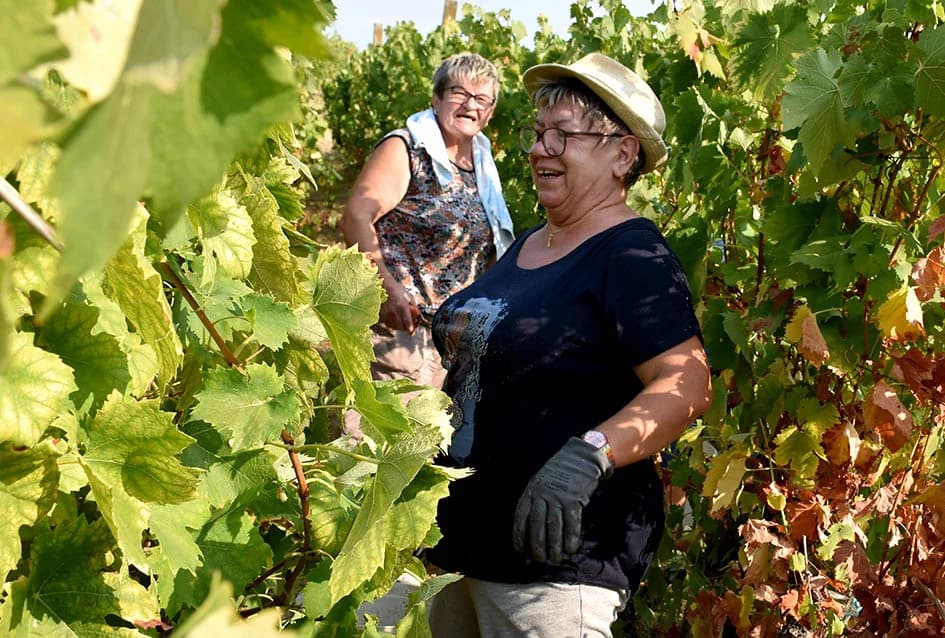 BERBU OBAVIO VINKO JAGIČIĆ IZ BIŠKUPACA: Visoki sladori obećavaju vrhunsko vino