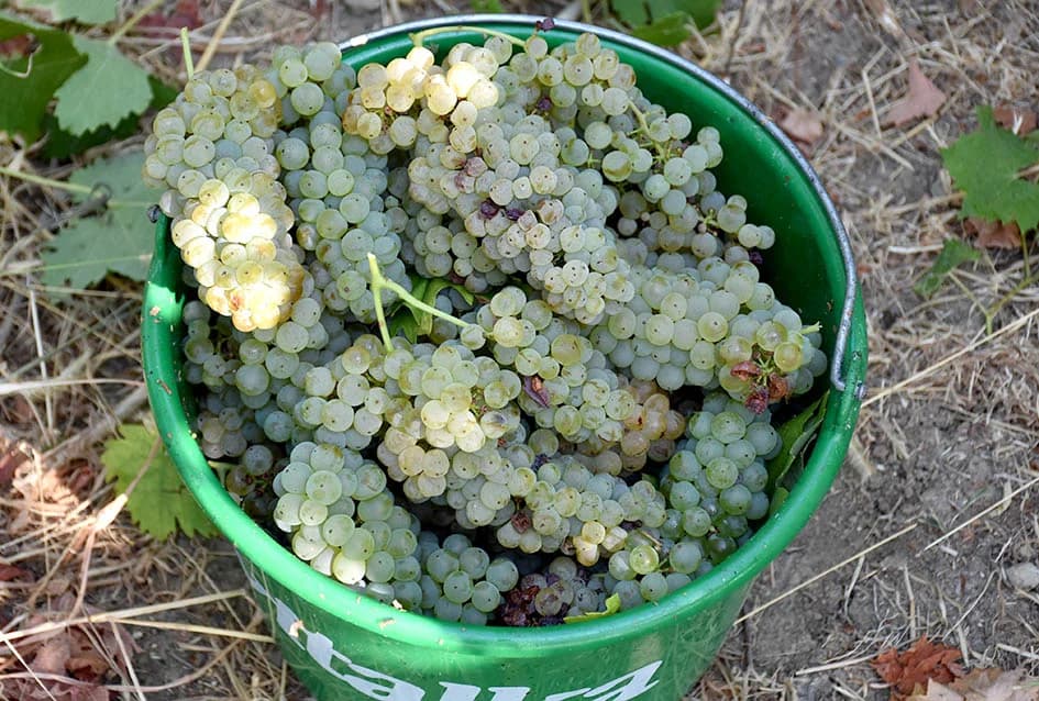 BERBU OBAVIO VINKO JAGIČIĆ IZ BIŠKUPACA: Visoki sladori obećavaju vrhunsko vino