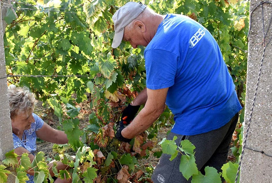 BERBU OBAVIO VINKO JAGIČIĆ IZ BIŠKUPACA: Visoki sladori obećavaju vrhunsko vino