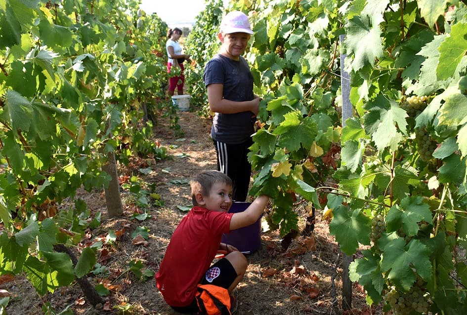 BERBU OBAVIO VINKO JAGIČIĆ IZ BIŠKUPACA: Visoki sladori obećavaju vrhunsko vino