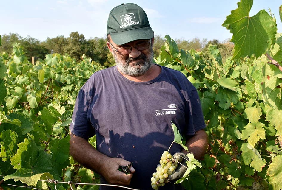 BERBU OBAVIO VINKO JAGIČIĆ IZ BIŠKUPACA: Visoki sladori obećavaju vrhunsko vino